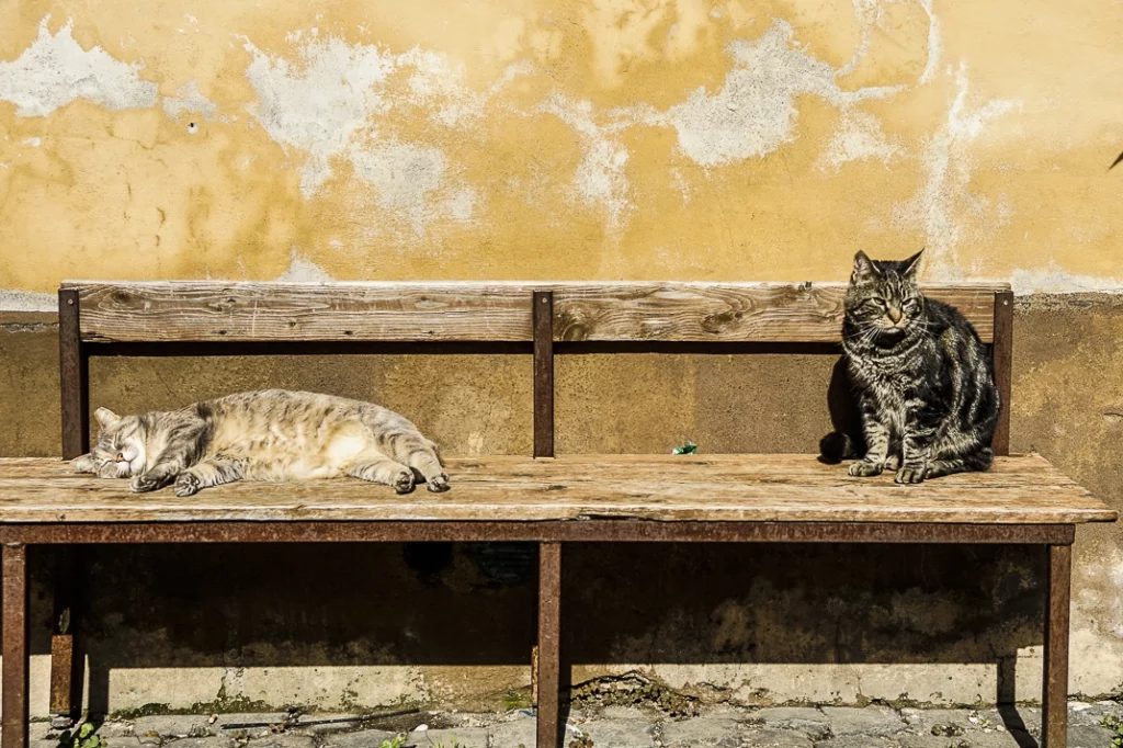 Cats in the sun in Calcata